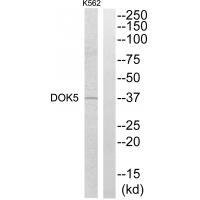 DOK5 Antibody