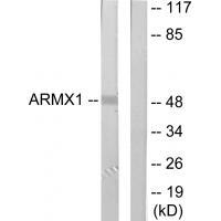 ARMX1 Antibody