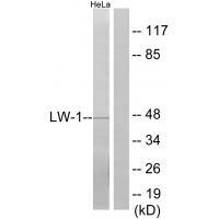 LW Antibody