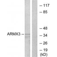 ARMX3 Antibody