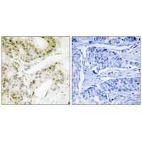 MED13 Antibody