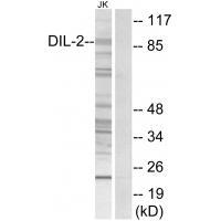 DIL-2 Antibody