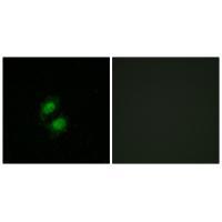 ZNF95 Antibody