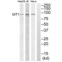 GIT1 Antibody