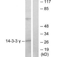 14-3-3 γ Antibody