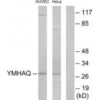 14-3-3 θ Antibody