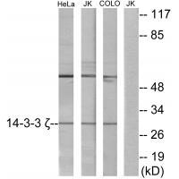 14-3-3 ζ Antibody