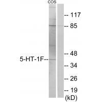 5-HTF Antibody
