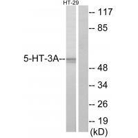 5-HT-3A Antibody