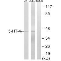 5-HT-4 Antibody
