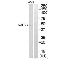 5-HT-6 Antibody