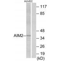AIM2 Antibody