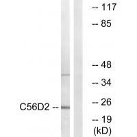 C56D2 Antibody