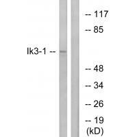 Ik3 Antibody