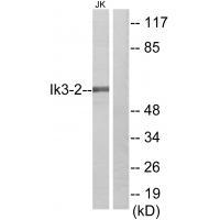 Ik3-2 Antibody