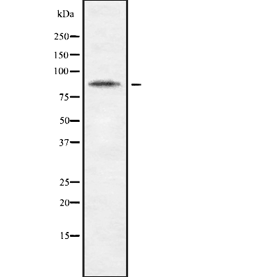 CDH10 Antibody