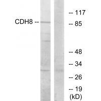 CDH8 Antibody