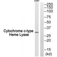 Cytochrome c-type Heme Lyase Antibody