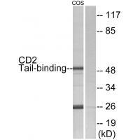 CD2 Tail-binding Antibody