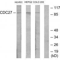 H-NUC Antibody