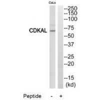 CDKAL Antibody