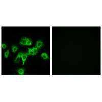 CDON Antibody