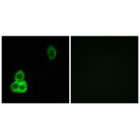 CELSR1 Antibody