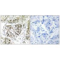 CENPA Antibody