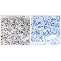 CNTD2 Antibody