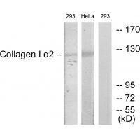 Collagen I α2 Antibody