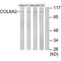 Collagen VI α2 Antibody