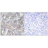 Collagen VI α3 Antibody