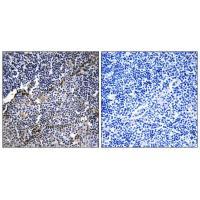 Collagen XIX α1 Antibody