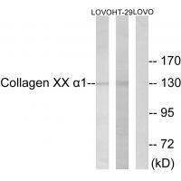 Collagen XX α1 Antibody