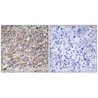 COX17 Antibody