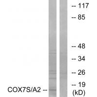 COX7S/A2 Antibody