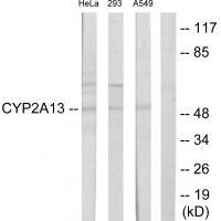 Cytochrome P450 2A13 Antibody