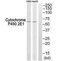 Cytochrome P450 2E1 Antibody