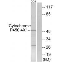 Cytochrome P450 4X1 Antibody