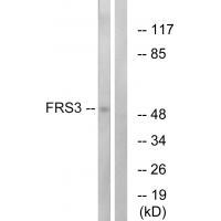 FRS3 Antibody