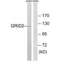 GRID2 Antibody