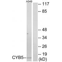 CYB5 Antibody