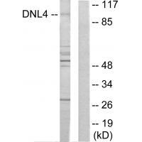 DNL4 Antibody