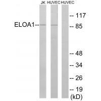 ELOA1 Antibody