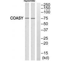 GA45G Antibody