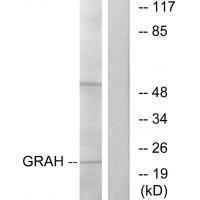 GRAH Antibody