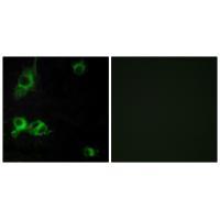 LAMA1 Antibody