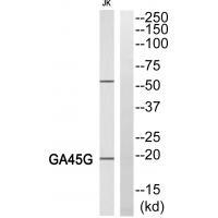 LEG4 Antibody