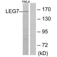 LEG7 Antibody