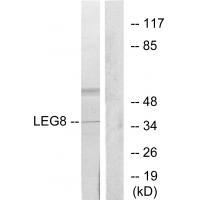 LEG8 Antibody